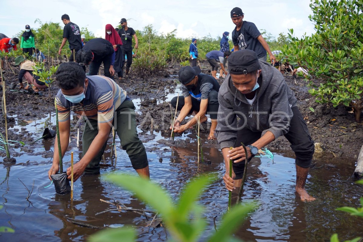 Hutan Mangrove di Papua Barat Kembali Ditanami 1 Juta Bibit