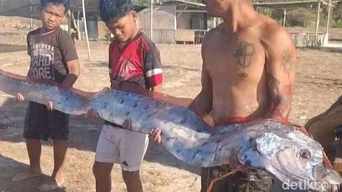 Ikan Oarfish 4 Meter Terdampar di Pink Beach Lombok Timur, Bikin Pengunjung Geger
